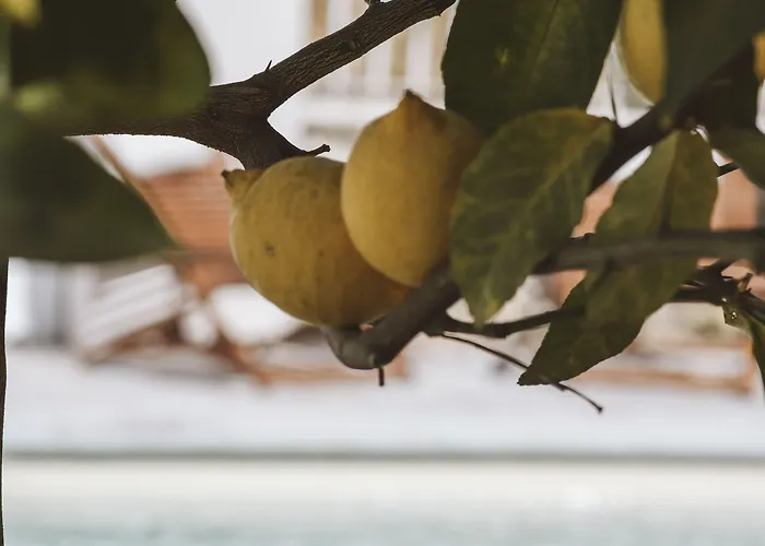 Le Sud Juan-les-Pins